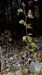 Image: K.A. Ford © Landcare Research 2015 